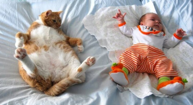 Tingkah kucing lucu meniru bayi